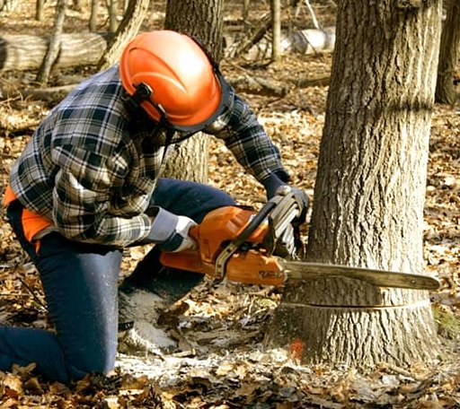 Tree Removal in Dumfries, VA